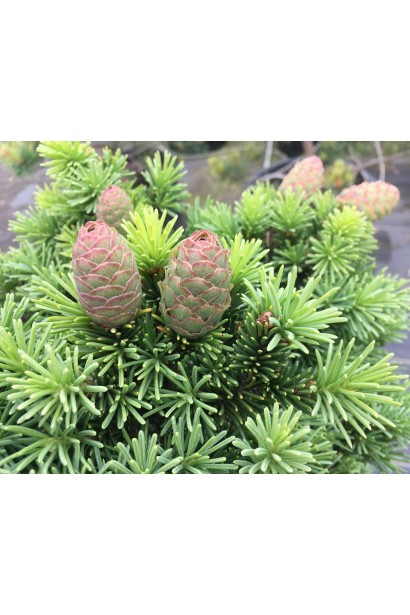 Ялина Медуза на штамбі - молоді шишки